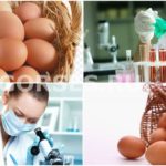 Экспертиза и анализ куриных яиц в Москве