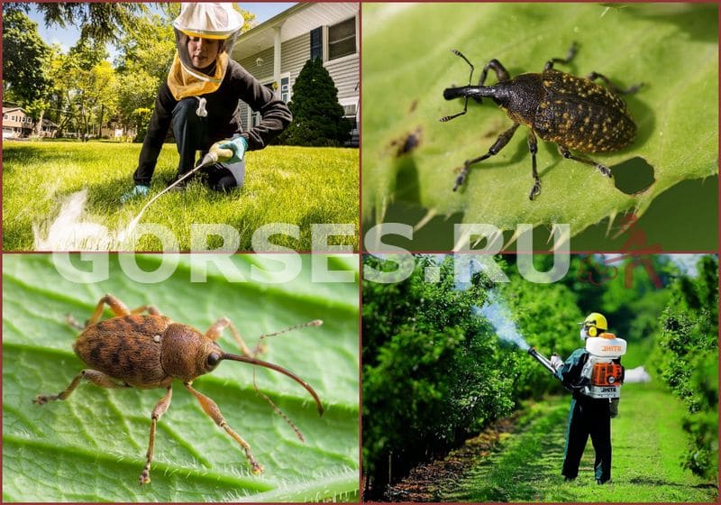 Долгоносик - борьба с насекомым весной в Москве и области