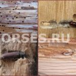 Уничтожение и борьба с короедом в деревянном доме