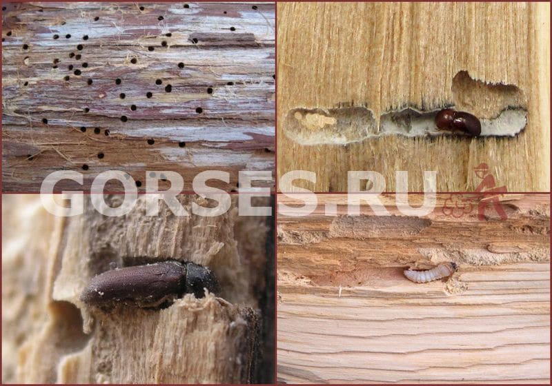 борьба с короедом в деревянном доме