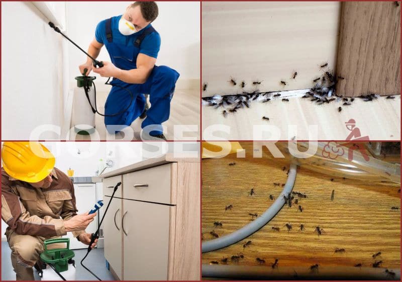 борьба с муравьями в доме