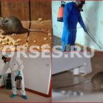 Дезинфекция после мышей в Москве
