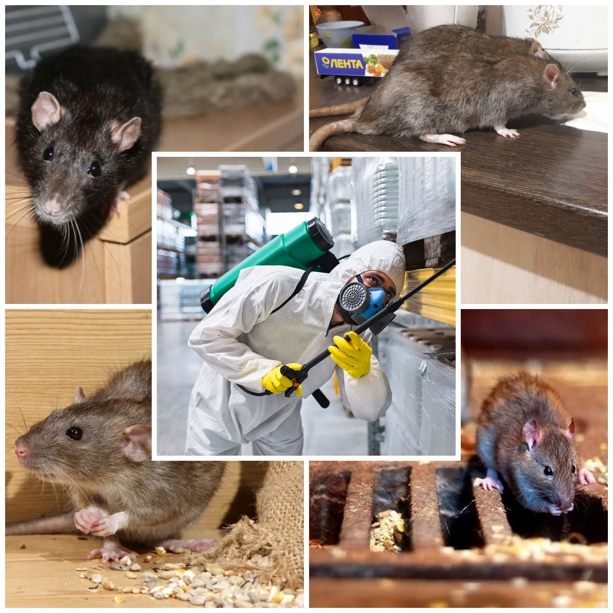 Уничтожение мышей и других грызунов