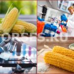 Исследование и анализ кукурузы в Москве