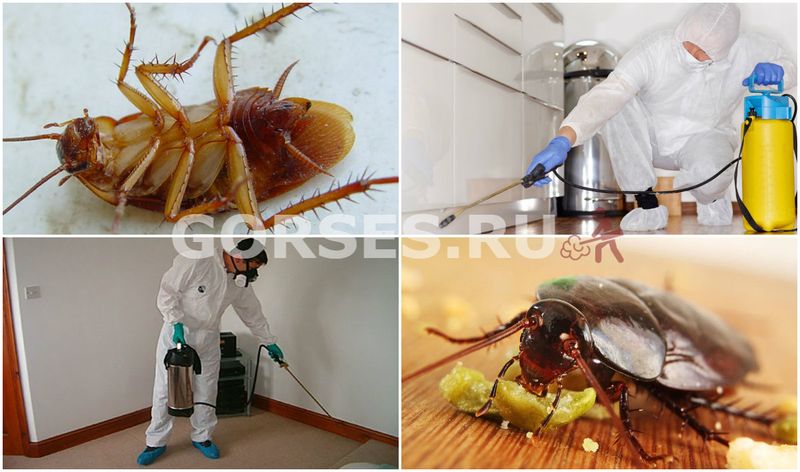 Как избавиться от тараканов навсегда - подборка эффективных средств от компании «Санита»