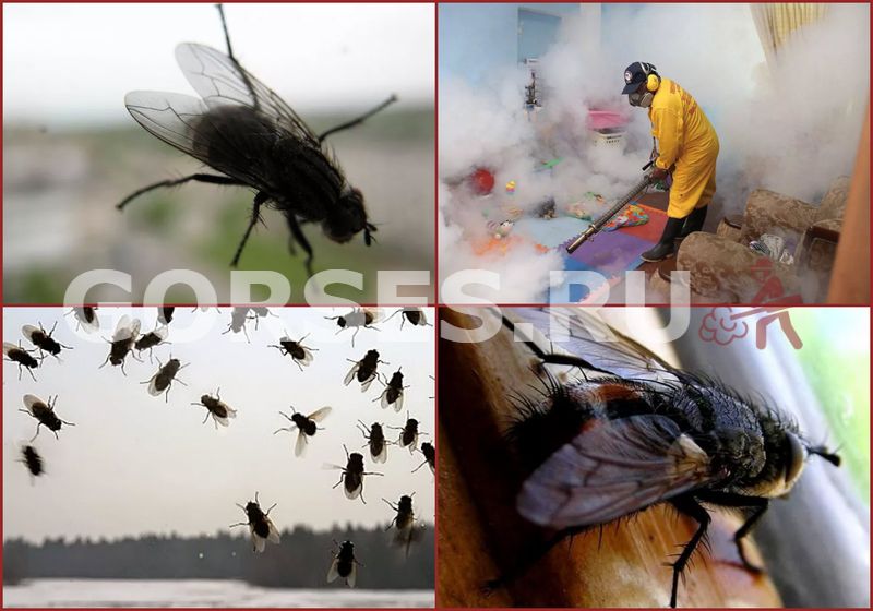 Инсектицидное средство от мух «МУХИТА»