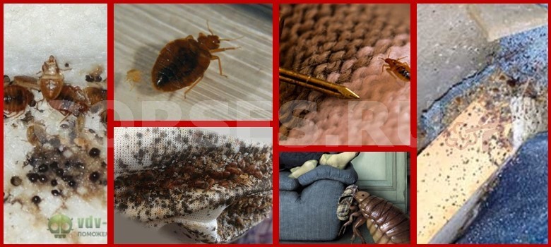 Средства от клопов: 6 эффективных инсектицидов