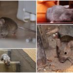 Уничтожение мышей в квартирах и частных домах в Москве