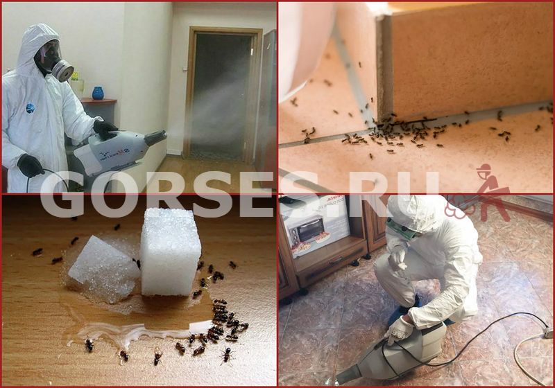 борьба с муравьями в квартире