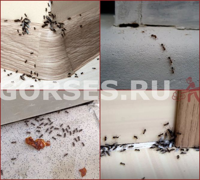 вывести муравьев из дома