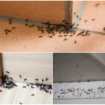 Уничтожение и обработка муравьев в квартире в Москве
