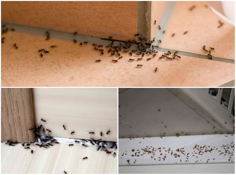 Черные муравьи в квартире