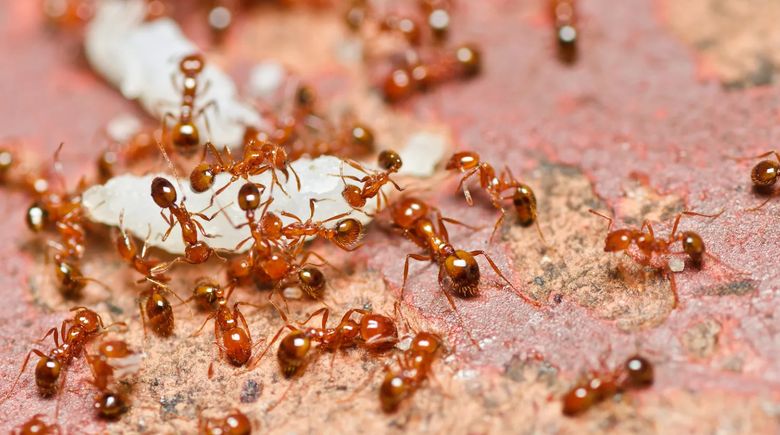 рыжие муравьи в квартире