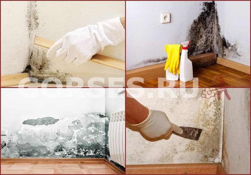 Чем обработать плесень на стене в квартире под обои домашних условиях своими руками
