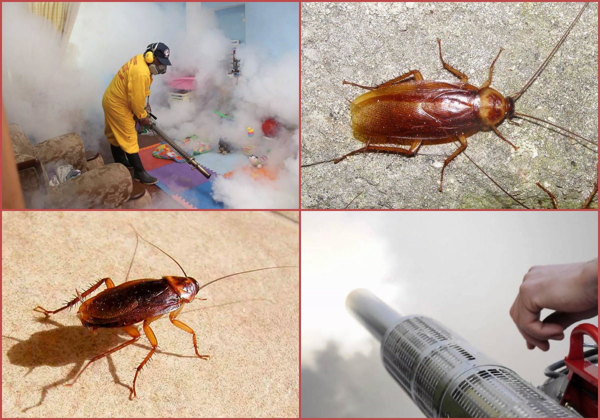 Как избавиться от тараканов: борная кислота и еще 9 средств