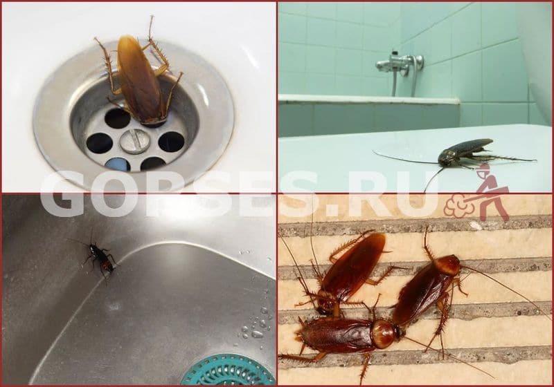 тараканы в ванной