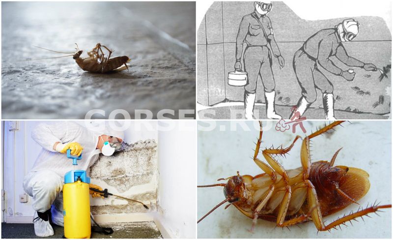 Избавиться от тараканов в квартире - 5 простых способов