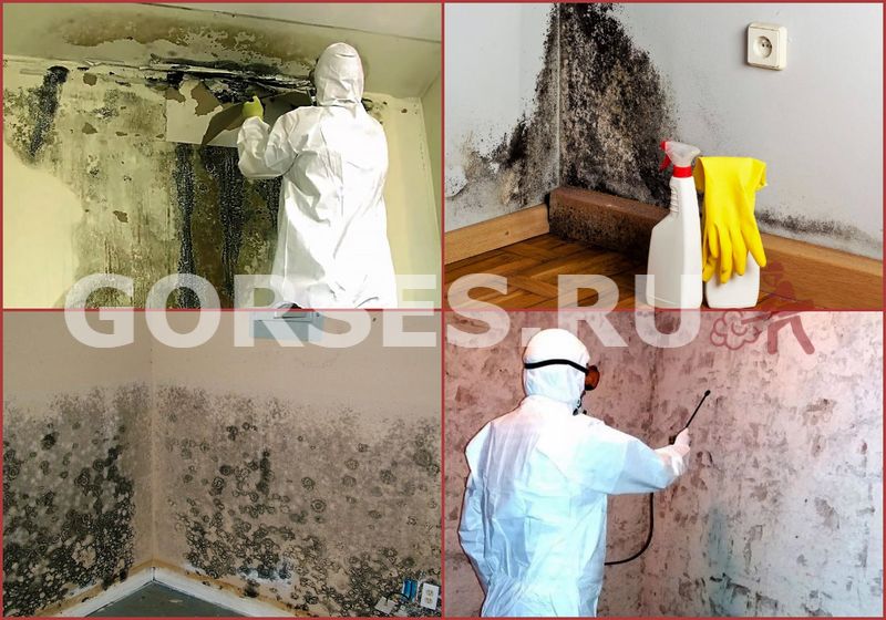 Плесень в ванной: что делать, как удалить со стен, потолка и швов, лучшие средства | tdksovremennik.ru