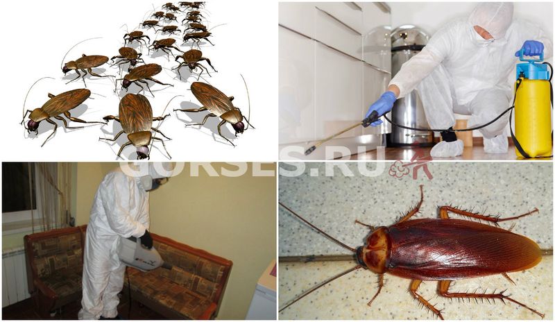 Уничтожение тараканов газом